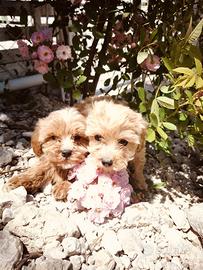 Cuccioli di Maltipoo Dip IMMEDIATA