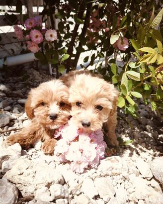 Cuccioli di Maltipoo Dip IMMEDIATA