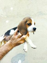 Beagle