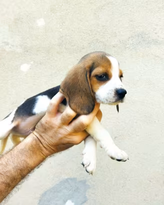 Beagle