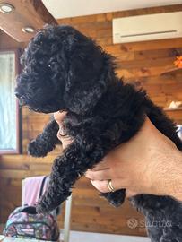 Cucciolo nero barboncino nano