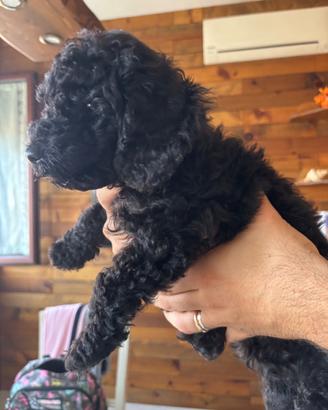 Cucciolo nero barboncino nano
