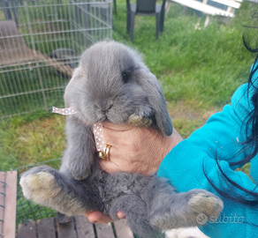 Coniglietto nano Ariete blu di Vienna