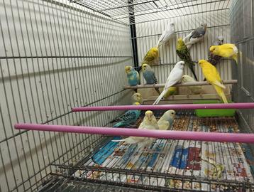 Pappagallini cocorite