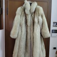 Stupenda volpe bianca