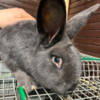 Conigli Blu di Vienna