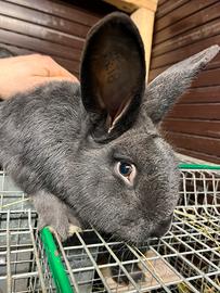 Conigli Blu di Vienna