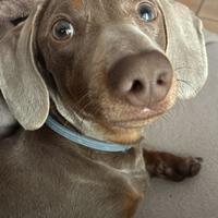 Bassotto per monta Verona