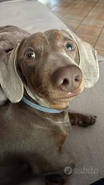 Bassotto per monta Verona