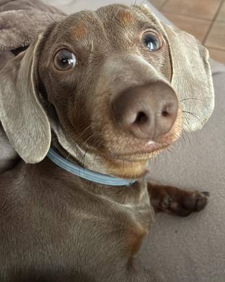 Bassotto per monta Verona