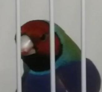 Diamanti di Gould