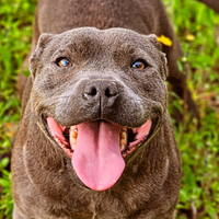 Femmina Staffordshire bull terrier pedigree Enci