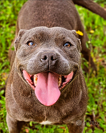 Femmina Staffordshire bull terrier pedigree Enci