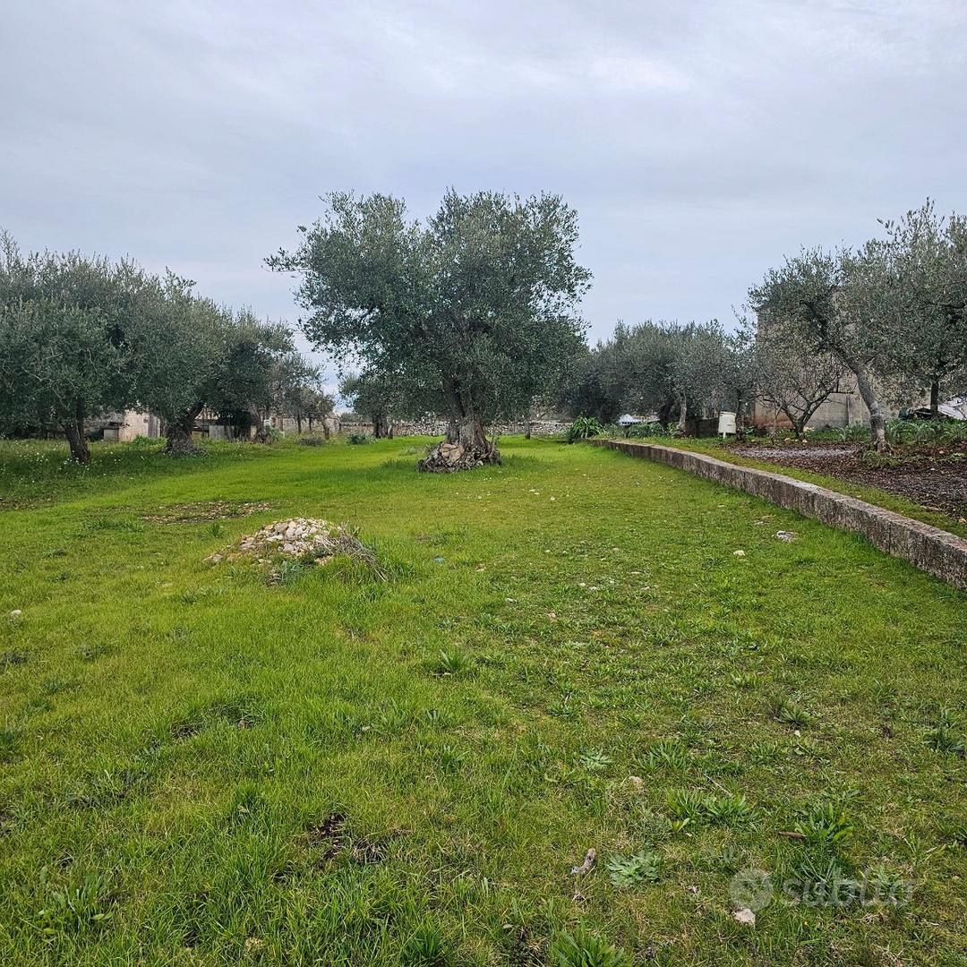 Terreno uliveto - Vista 5