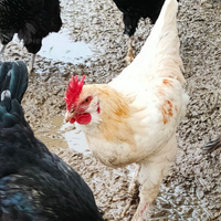 Gallo Oliver egger