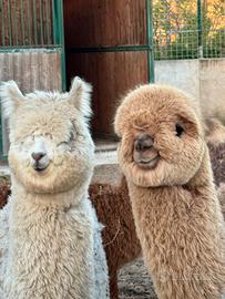 Alpaca huacaia