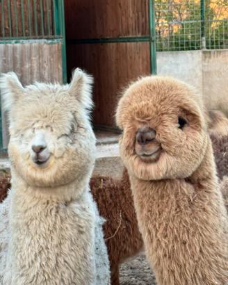 Alpaca huacaia
