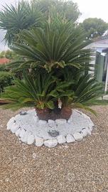 Pianta Cycas da giardino 