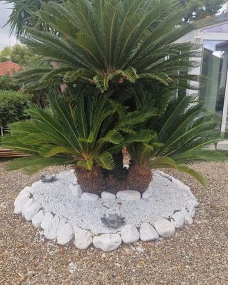 Pianta Cycas da giardino 