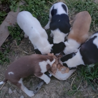 Cuccioli incrocio pidbul con labrador taglia media
