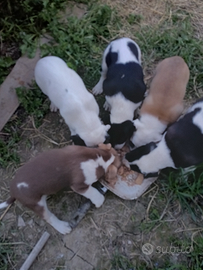 Cuccioli incrocio pidbul con labrador taglia media