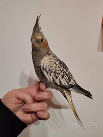 Calopsite allevata a mano