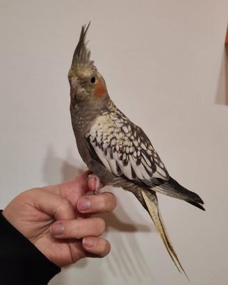 Calopsite allevata a mano