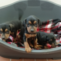 Cucciolo maschio Pinscher Nano Zwergpinscher