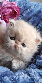 Cuccioli di Gatto Persiano