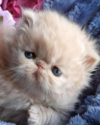 Cuccioli di Gatto Persiano