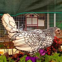 Sebright galline ornamentali