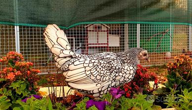 Sebright galline ornamentali