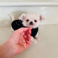 Chihuahua toy