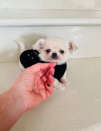 Chihuahua toy