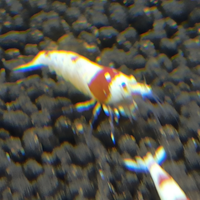 Caridine PRL Pure Red Line