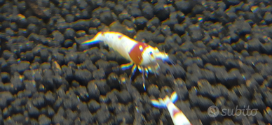 Caridine PRL Pure Red Line