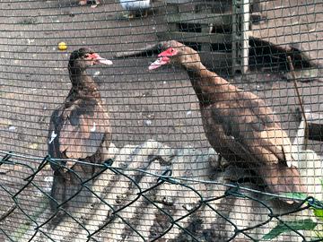 Anatra muta cioccolato