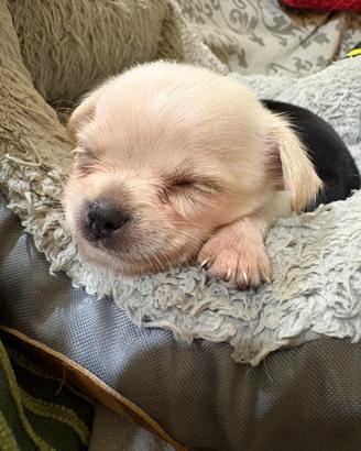 Cucciolo chihuahua