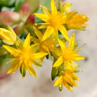 Sedum Palmeri 