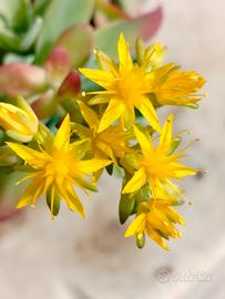 Sedum Palmeri 