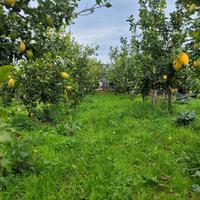 piante limoni 4 stagioni  100 e