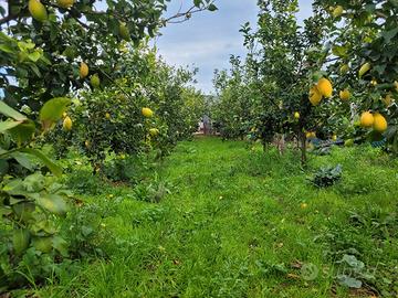 piante limoni 4 stagioni  100 e