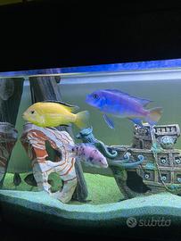 Pesci ciclidi Malawi