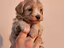 Immagine 11