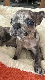 Cuccioli di Bulldog Francese Blu o Merle