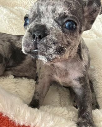 Cuccioli di Bulldog Francese Blu o Merle