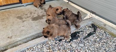 Disponibili Eurasier