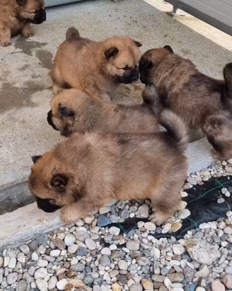 Disponibili Eurasier