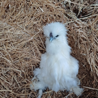 Galline moroseta silkie