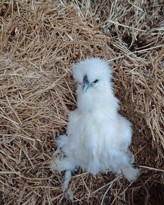 Galline moroseta silkie